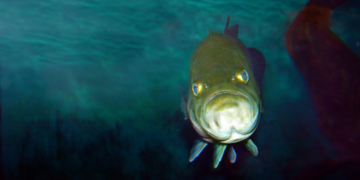 Study Finds If You Live Near Water, You’re Making the Fish That Live in It Miserable