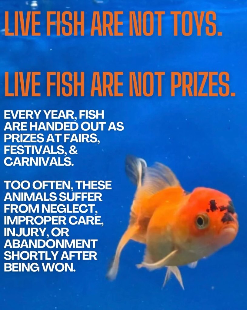 A goldfish swims in blue water with text stating 