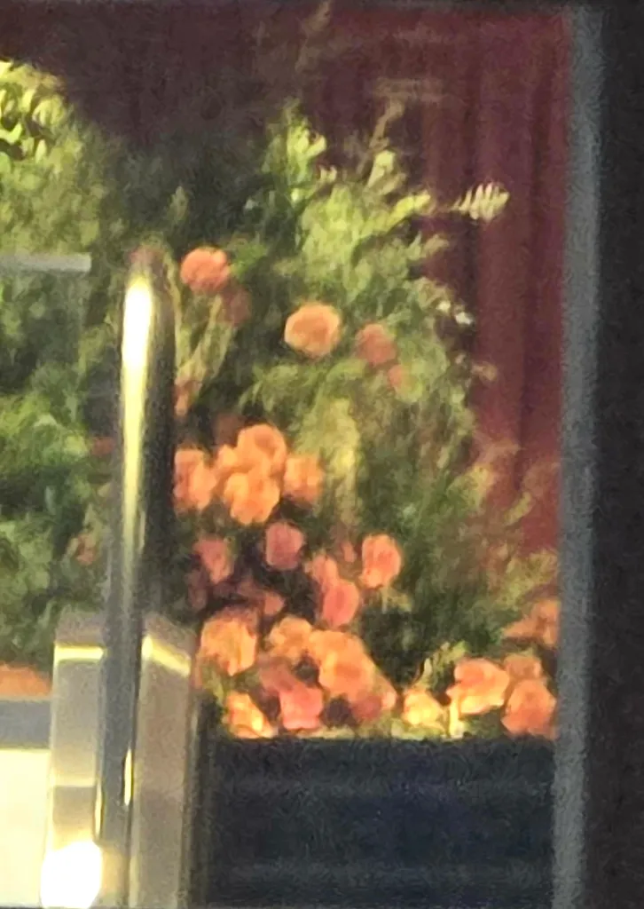 Orange flowers and green foliage seen through a glass reflection.