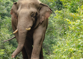 The Same Wild Elephant Has Killed Four Members of One Family Over 14 Years