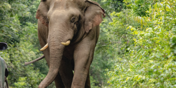 The Same Wild Elephant Has Killed Four Members of One Family Over 14 Years