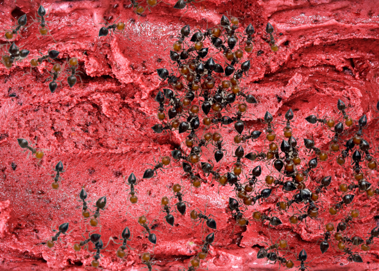 Michelin-Starred Chef Arrested for Serving Sorbet Sprinkled With Ants
