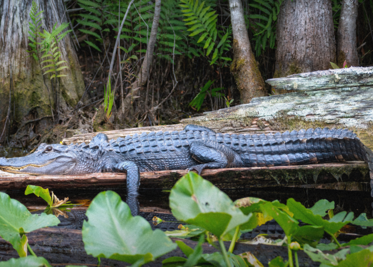 UNESCO Has 25 New World Heritage Sites, Including One Massive Swamp