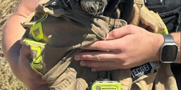 Watch Menlo Park firefighters rescue missing dog from San Francisco Bay