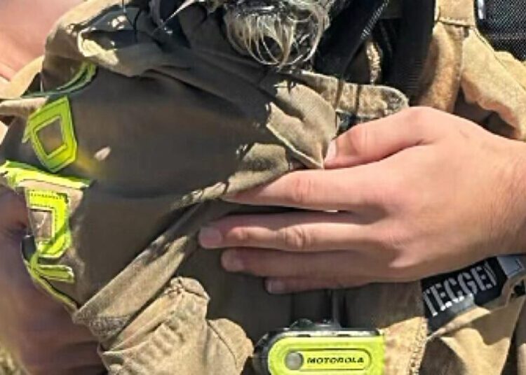 Watch Menlo Park firefighters rescue missing dog from San Francisco Bay