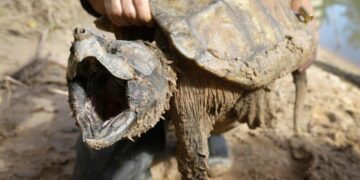 U.S. cancels protections for imperiled animals as critics warn of extinctions
