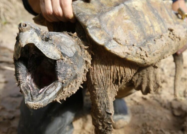 U.S. cancels protections for imperiled animals as critics warn of extinctions