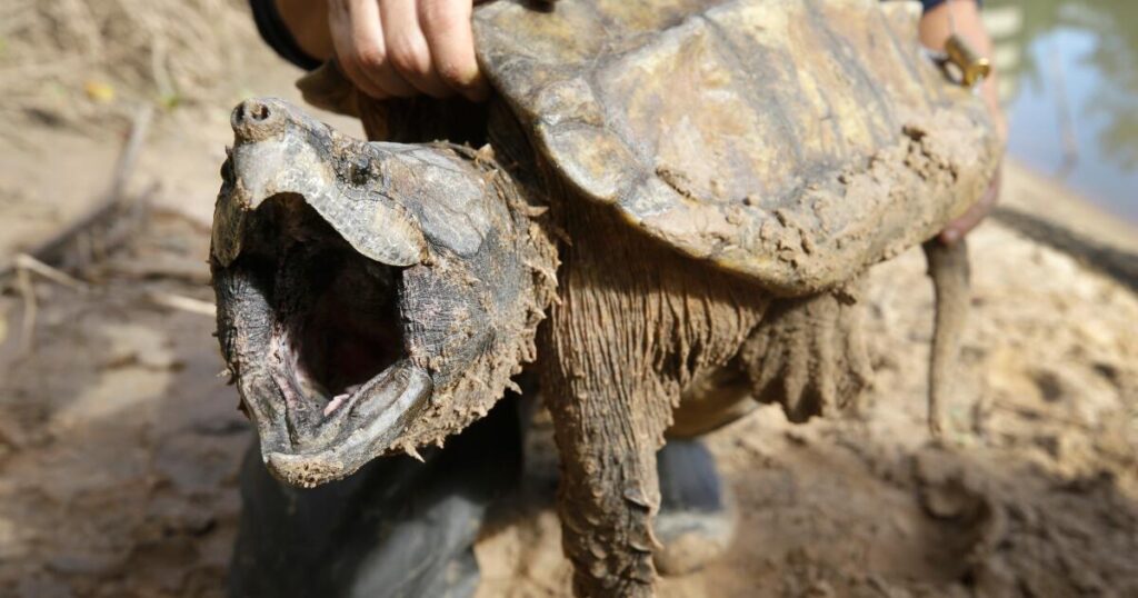 U.S. cancels protections for imperiled animals as critics warn of extinctions