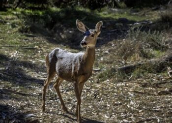 America’s wildlife refuges may no longer protect the animals