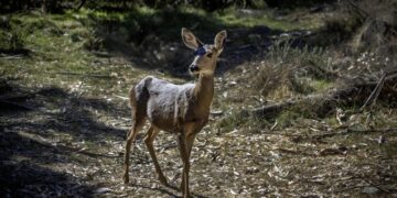 America’s wildlife refuges may no longer protect the animals