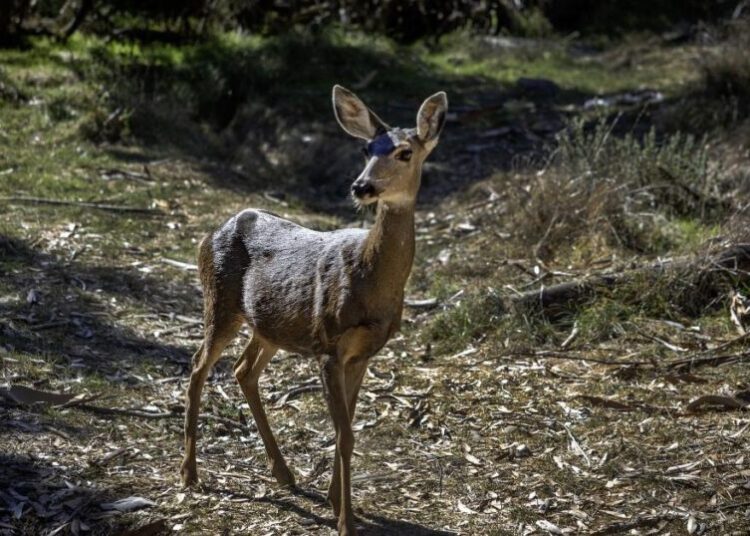 America’s wildlife refuges may no longer protect the animals