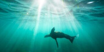 Video of person kicking a sea lion on La Jolla beach draws federal investigation