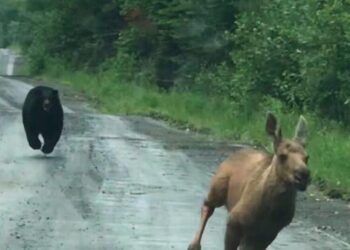 Maine couple spots a bear chasing a moose calf and helps it escape
