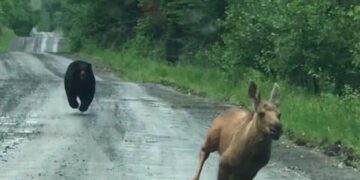 Maine couple spots a bear chasing a moose calf and helps it escape