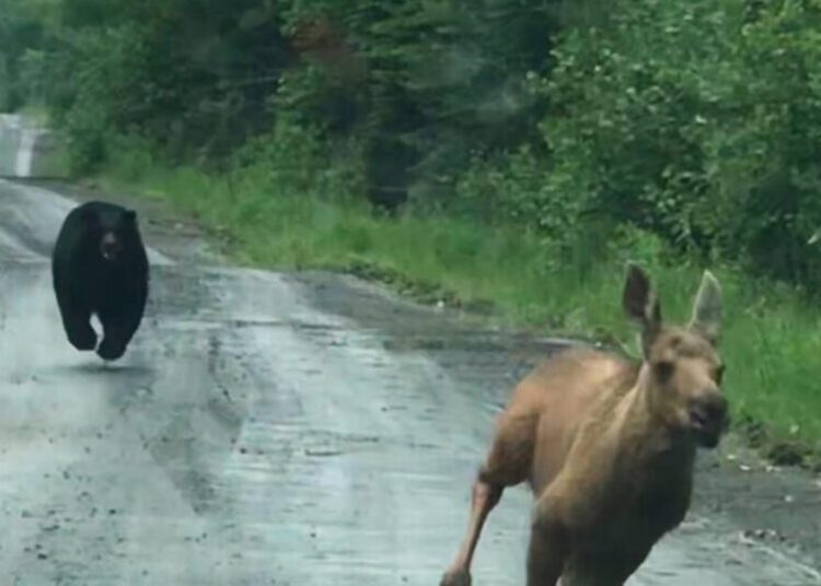 Maine couple spots a bear chasing a moose calf and helps it escape