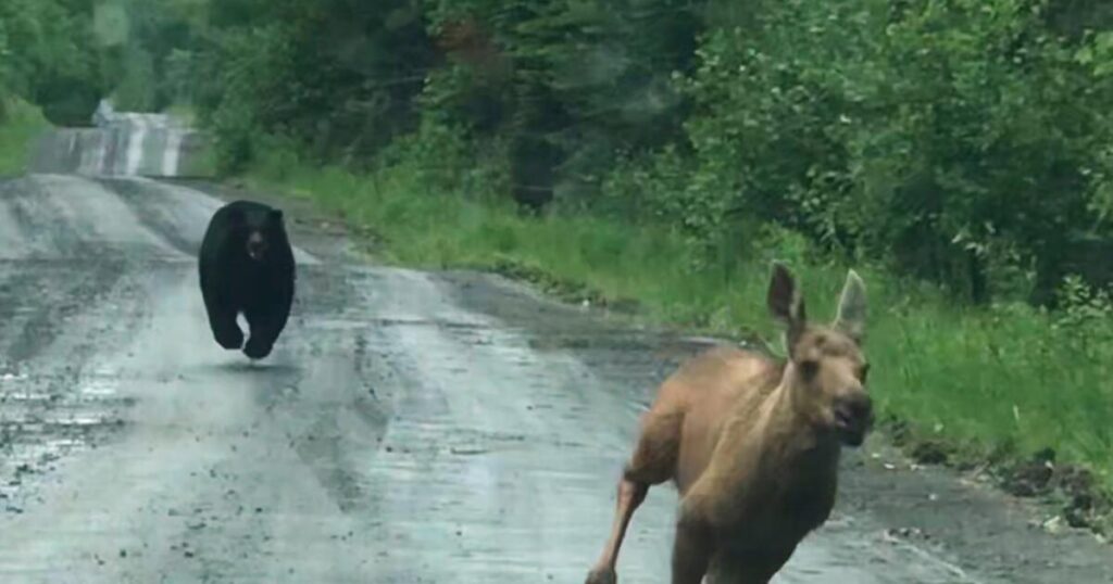 Maine couple spots a bear chasing a moose calf and helps it escape