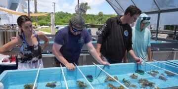 Florida researchers bring endangered elkhorn coral pieces ashore to protect them