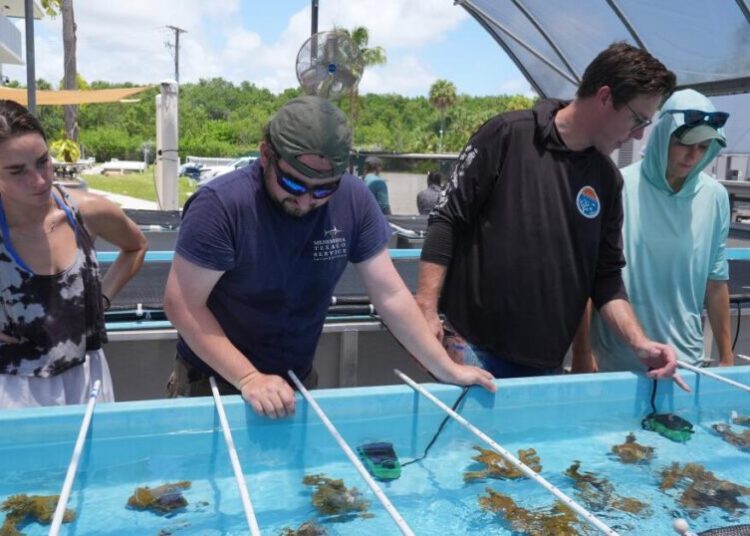 Florida researchers bring endangered elkhorn coral pieces ashore to protect them