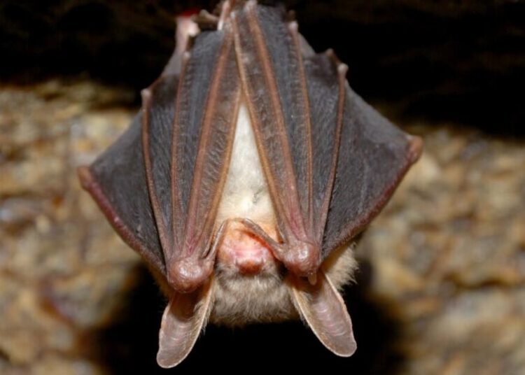 Bat dropped onto table at SoCal restaurant. It had rabies, officials say