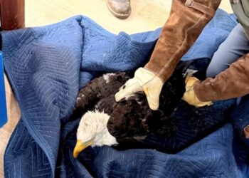 Injured bald eagle rescued near Big Bear is believed to be Jackie