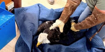 Injured bald eagle rescued near Big Bear is believed to be Jackie