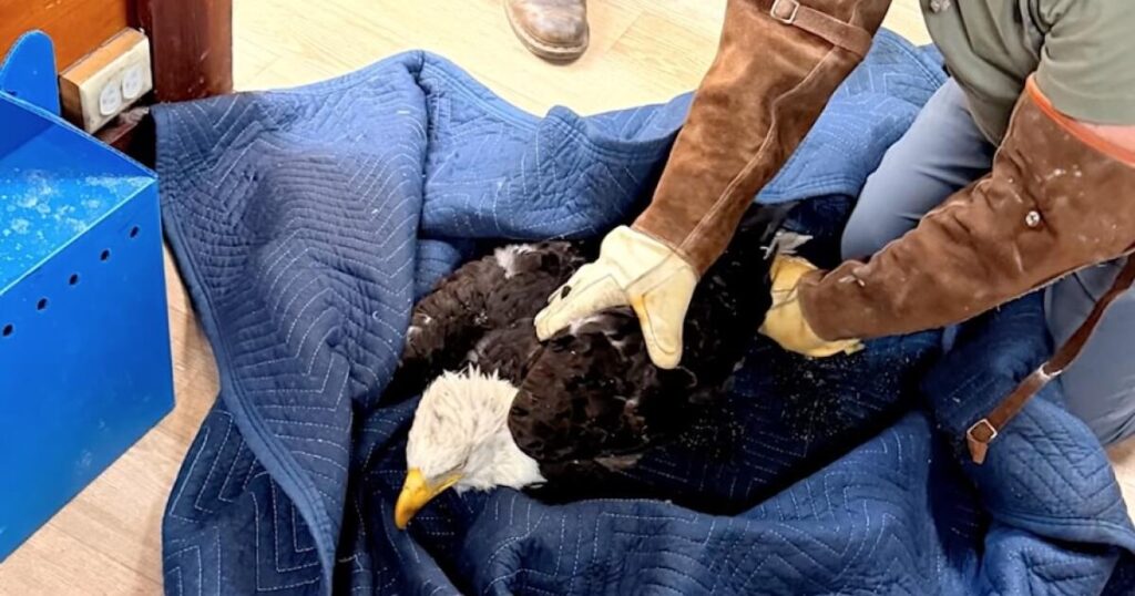 Injured bald eagle rescued near Big Bear is believed to be Jackie