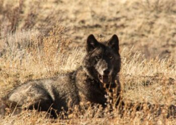 California wolves are eating much more cattle than wild prey, study finds