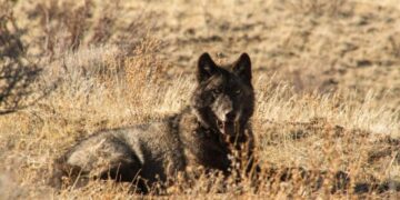 California wolves are eating much more cattle than wild prey, study finds