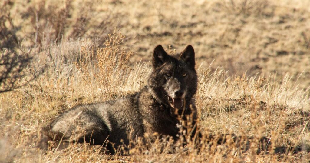 California wolves are eating much more cattle than wild prey, study finds