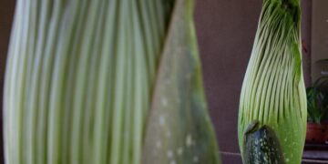 Twice the stink! Two rare corpse flowers at the Huntington are set to bloom