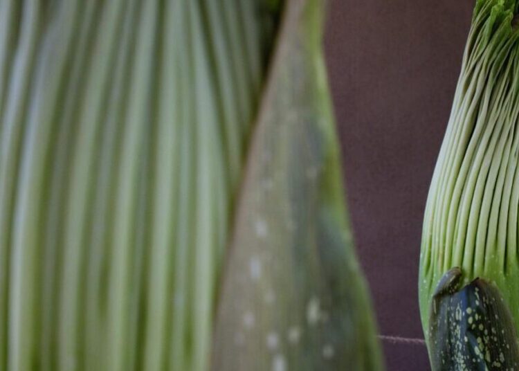 Twice the stink! Two rare corpse flowers at the Huntington are set to bloom
