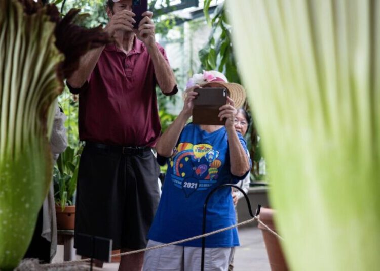 Like ‘rotten flesh’? Thousands rush to whiff double corpse flower at Huntington