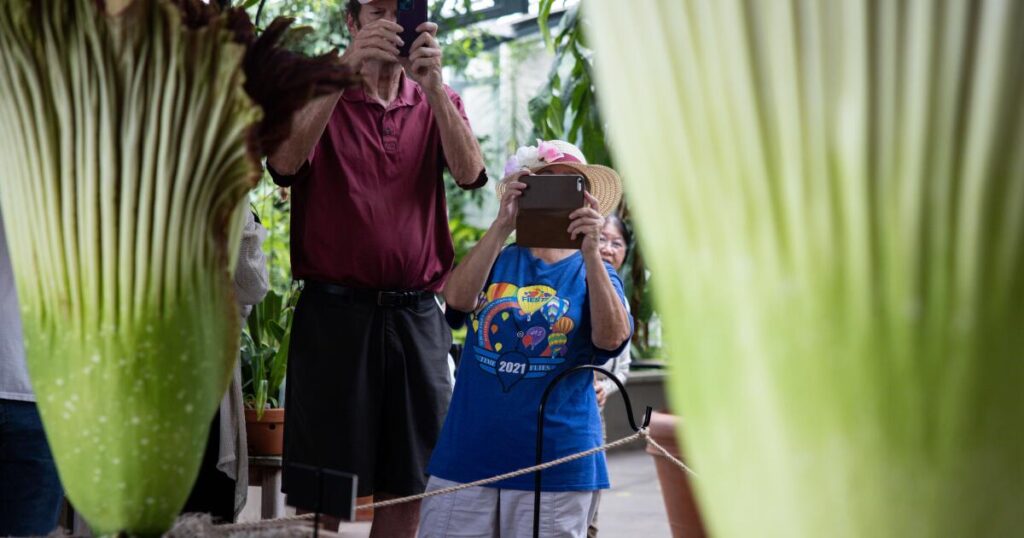Like ‘rotten flesh’? Thousands rush to whiff double corpse flower at Huntington