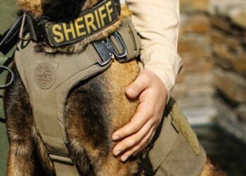 K-9 killed after fireworks scare sends it running into traffic in Central California