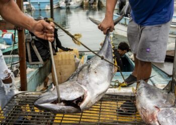 U.S. airstrikes at sea are killing Mexican citizens