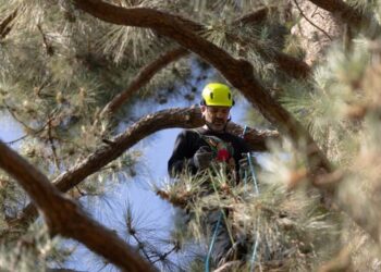 Protests and lawsuits: Activists climb pine amid showdown over Pasadena school district’s tree removals