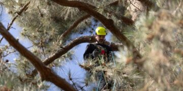Protests and lawsuits: Activists climb pine amid showdown over Pasadena school district’s tree removals