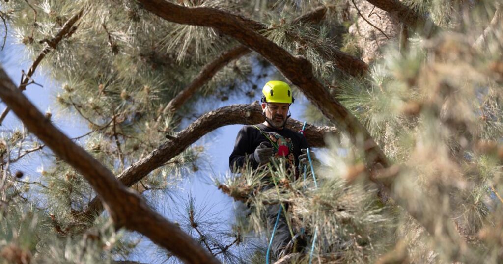 Protests and lawsuits: Activists climb pine amid showdown over Pasadena school district’s tree removals