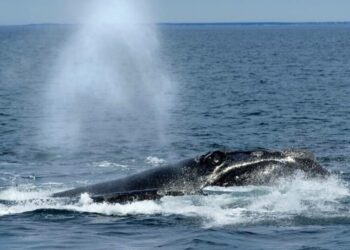 Endangered right whales could wait almost a decade for new U.S. protections