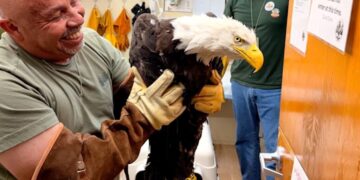 Rescued bald eagle, likely Big Bear’s Jackie, in stable condition