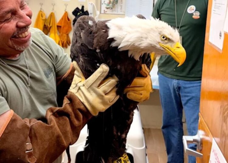 Rescued bald eagle, likely Big Bear’s Jackie, in stable condition
