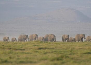 Kenya says 15 elephants died of cyanide poisoning after eating tomatoes from nearby farms