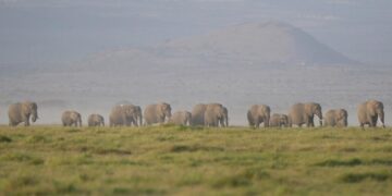 Kenya says 15 elephants died of cyanide poisoning after eating tomatoes from nearby farms