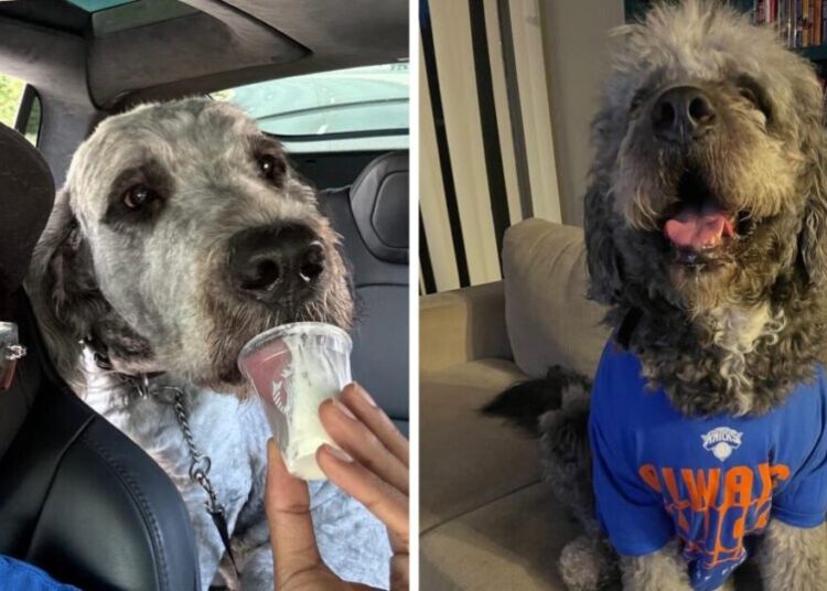 L.A. sued over police shooting of dog wearing Knicks T-shirt