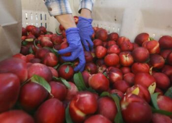 Fresno County farmer gives away 182,000 pounds of nectarines for free