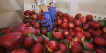Fresno County farmer gives away 182,000 pounds of nectarines for free