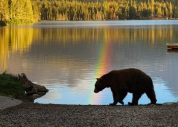 Bloody brawl of humans, dogs and a bear threatens Californians’ fragile detente