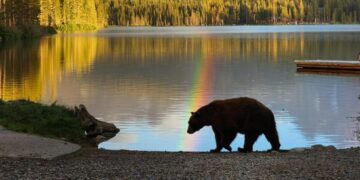 Bloody brawl of humans, dogs and a bear threatens Californians’ fragile detente