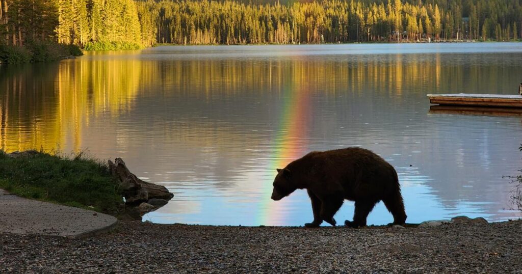 Bloody brawl of humans, dogs and a bear threatens Californians’ fragile detente
