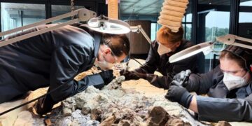 2,000 volunteers join a painstaking effort to restore massive skeleton of prehistoric predator